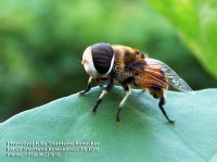 /album/colourful-insects/insect-8-photograph-by-shantanu-kuveskar-jpg/